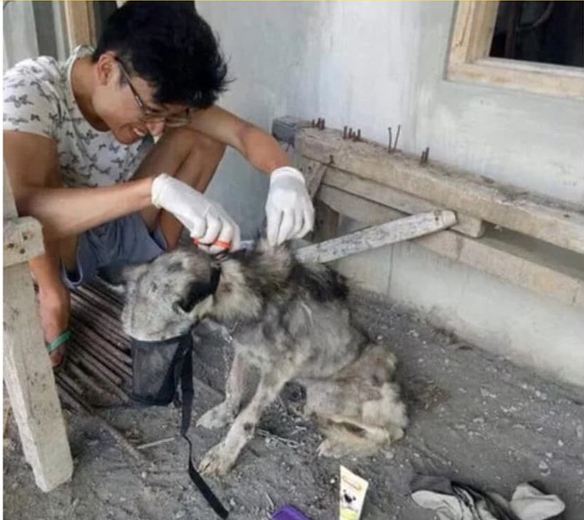 Anh thanh niên chăm sóc cho chú chó tội nghiệp.