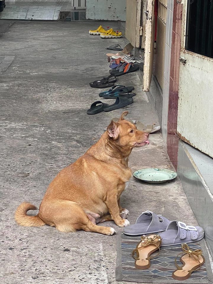 Đại boss tận dụng từng 'khách hàng' của sen để kiếm ăn, ngày nào cũng đi 'thu họ' đều đặn 1