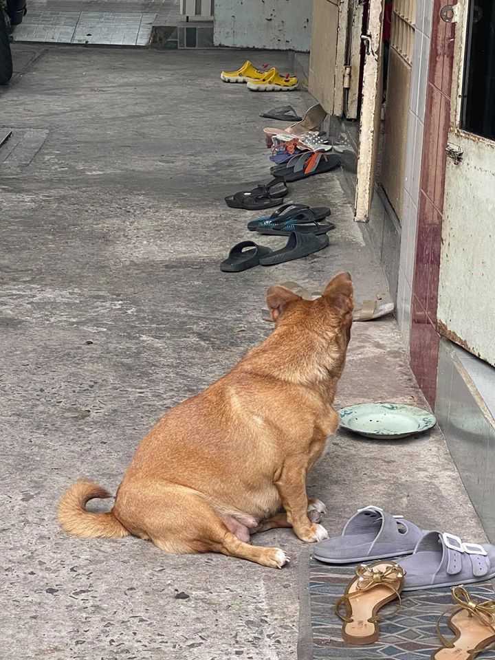 Đại boss tận dụng từng 'khách hàng' của sen để kiếm ăn, ngày nào cũng đi 'thu họ' đều đặn 3