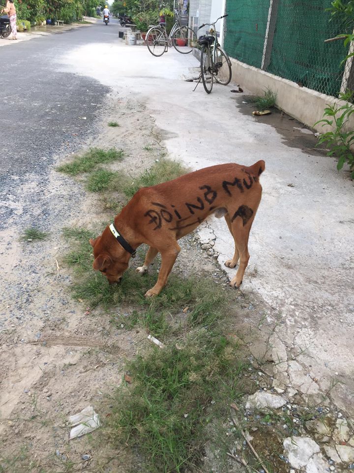 'Tha thu' vài đường hổ báo cho cậu Vàng đi đòi nợ thuê, ai ngờ dân mạng vừa liếc qua đã phán: Tấu hài cho đứa vay tiền thì đúng hơn! 1