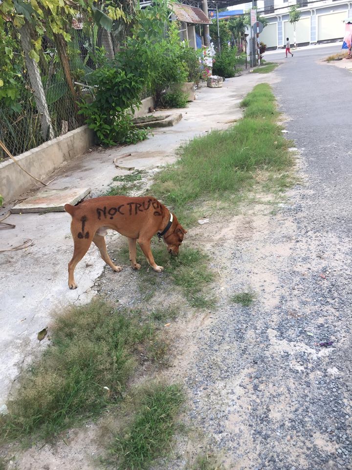 Trông chó ta đến là hài hước, thế này thì làm sao đi đòi nợ được, nghẽo rũ mất thôi!