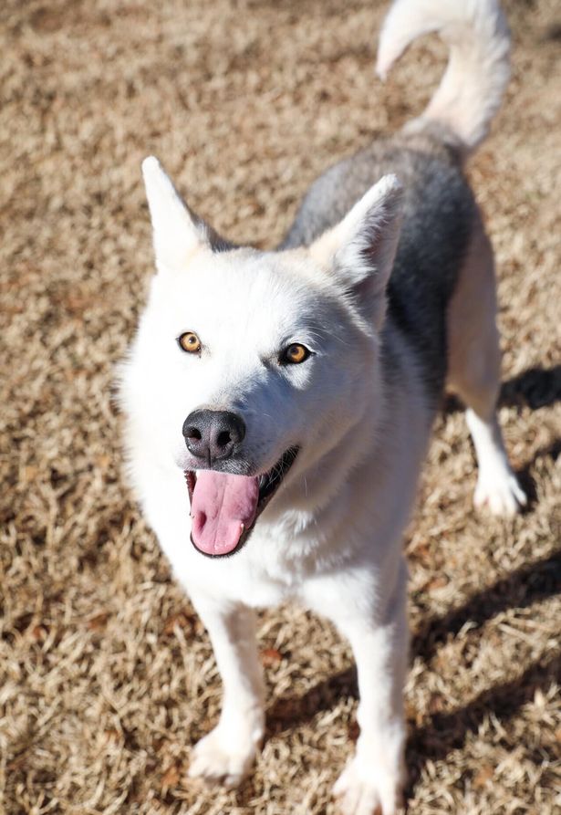 Bị chủ hành hạ bỏ cho chết đói, chú chó husky da bọc xương được cứu sống và 'lột xác' ngoạn mục sau một thời gian ngắn 2