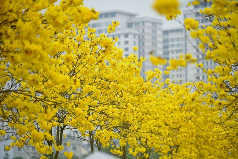 Chùm ảnh Hà Nội tháng 3: Đẹp nao lòng những mùa hoa gây thương nhớ