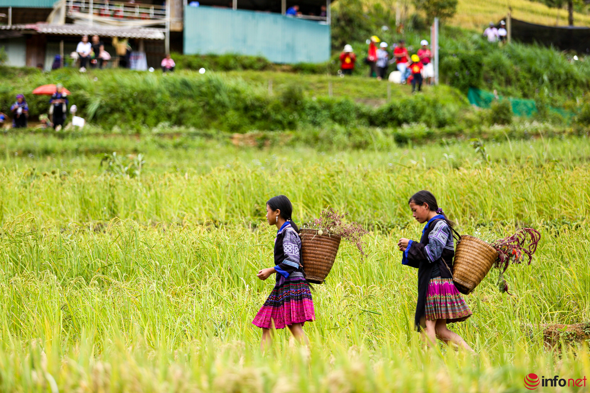 Ruộng bậc thang Mù Cang Chải mùa lúa chín đẹp mê hồn, tuyệt tác của núi ...