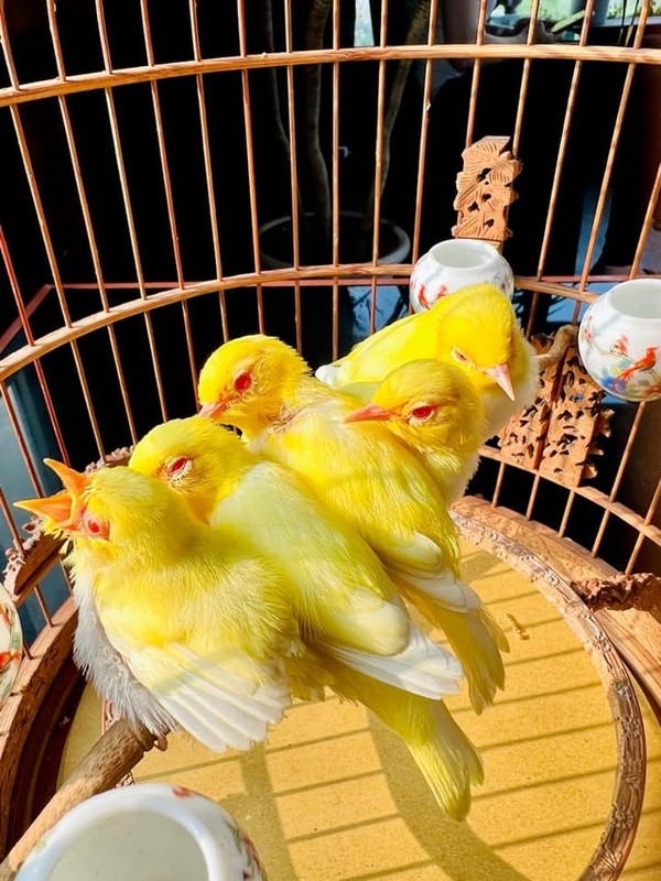 Hiện nay cám chim chào mào tốt nhất trên thị trường là loại nào – Chim Cảnh  Việt