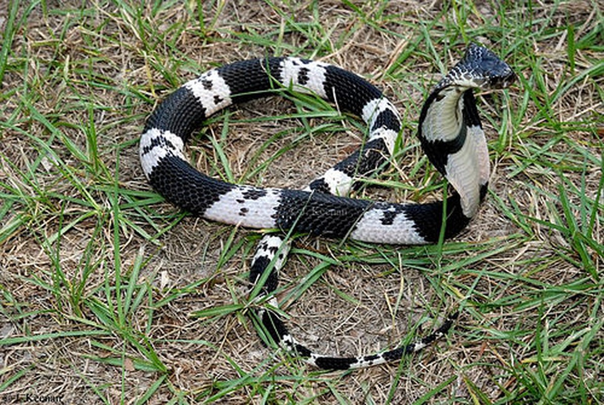 Top loài rắn độc nhất Việt Nam, hổ mang chúa 'không có cửa' đứng đầu