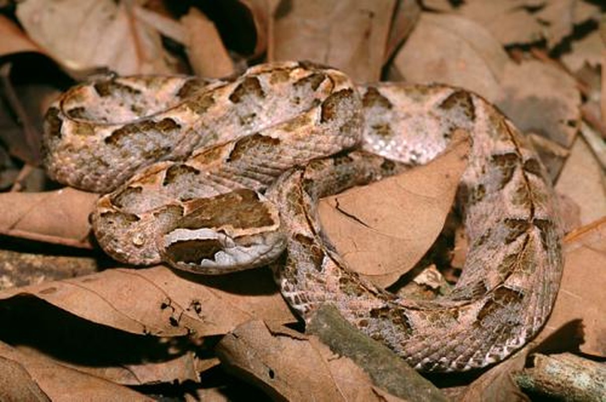 Top loài rắn độc nhất Việt Nam, hổ mang chúa 'không có cửa' đứng đầu