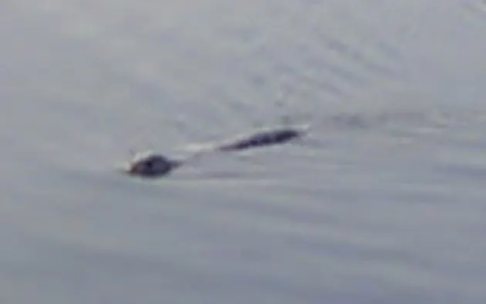 View - 
            Bức ảnh mới nhất chụp 'quái vật Loch Ness' đang gây xôn xao
    