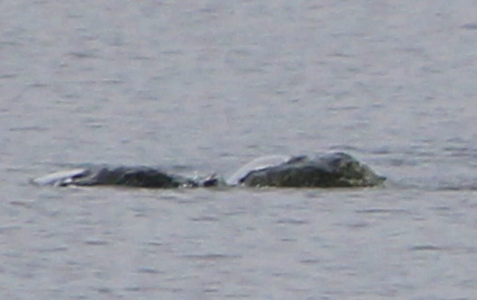 
            Bức ảnh mới nhất chụp 'quái vật Loch Ness' đang gây xôn xao
    