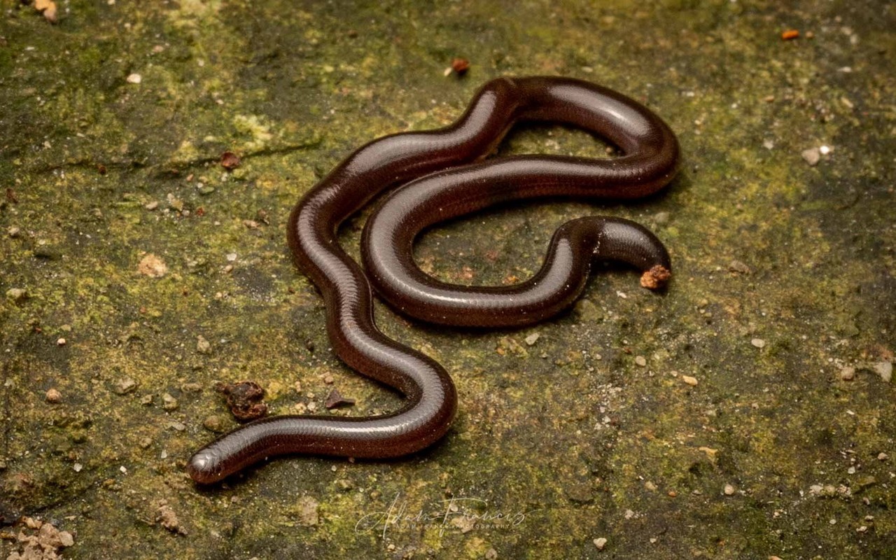 View -             Loài rắn lạ lùng trông như giun: Xuất hiện khắp ba miền Việt Nam!    