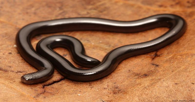 View -             Loài rắn lạ lùng trông như giun: Xuất hiện khắp ba miền Việt Nam!    