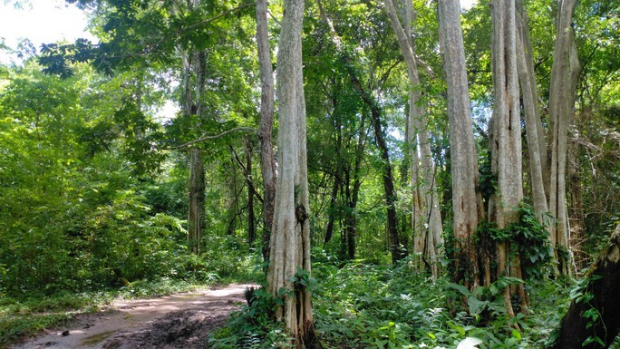 View -             Bình Thuận họp báo trả lời vì sao phải lấy hơn 600 ha rừng làm hồ Ka Pét?    