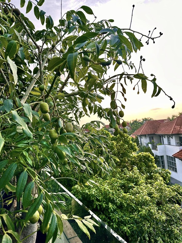 View -             Ngây ngất khu vườn ngập cây trái trong nhà Diệp Bảo Ngọc    