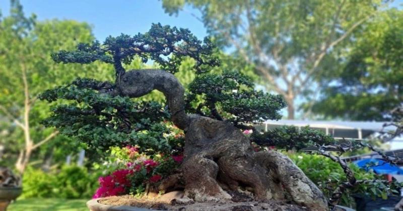 View -             Ngắm loạt 'quái cây' bonsai giá hàng tỷ đồng không bán    