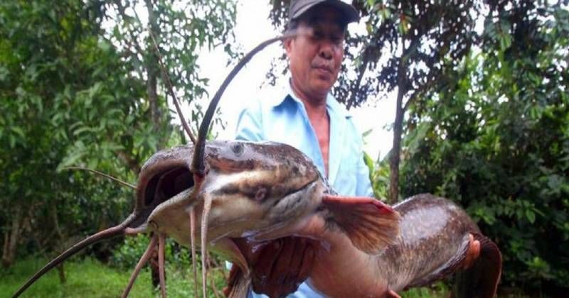 View -             Soi loạt 'thuỷ quái' có một không hai ở Việt Nam vô tình lọt lưới    