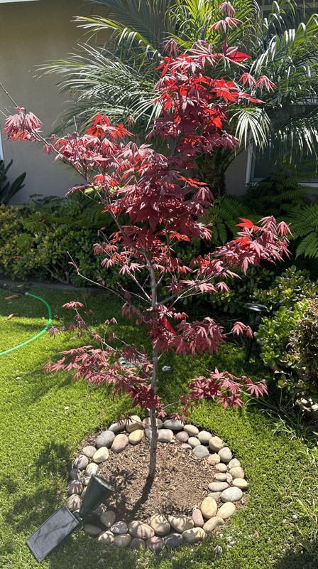 View -             Mãn nhãn biệt thự ngập hoa của Hà Thanh Xuân tại Mỹ    