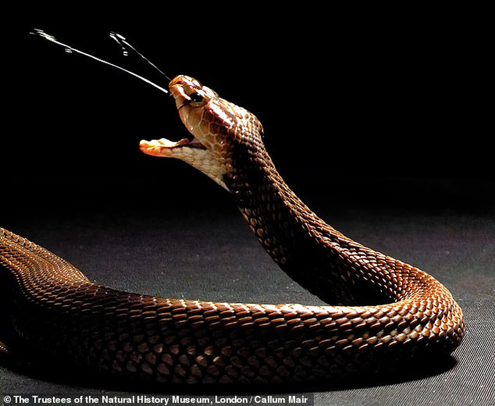 View -             Sự thật loài rắn hổ mang phun nọc độc đáng sợ nhất hành tinh    