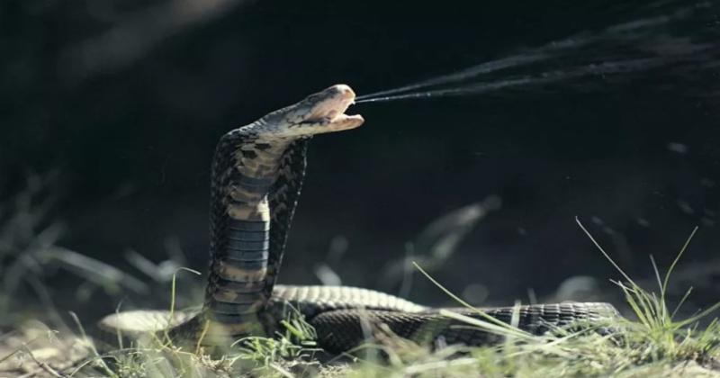             Sự thật loài rắn hổ mang phun nọc độc đáng sợ nhất hành tinh    