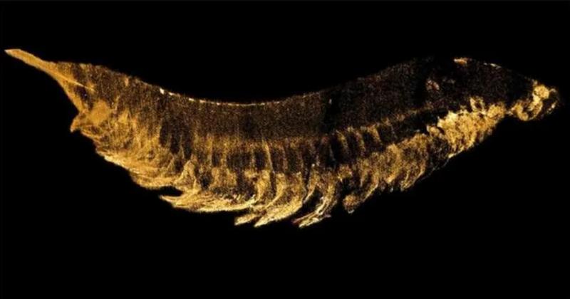             Phát hiện 'quái thú' 520 triệu tuổi 3 mắt 10 chân: Chấn động lịch sử!    