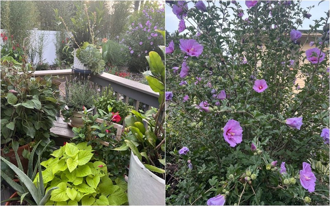 View -             Mãn nhãn khu vườn muôn sắc hoa của vợ cũ Đàm Vĩnh Hưng    