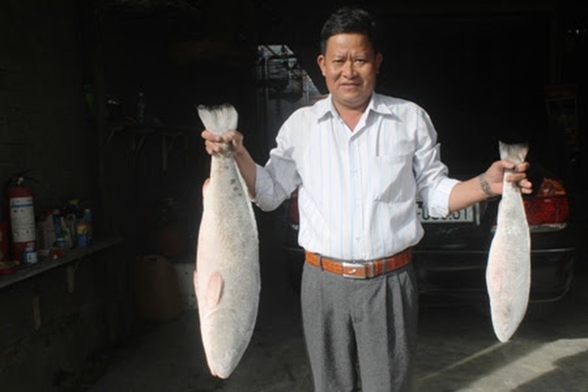             Xuýt xoa loài cá quý hiếm đắt nhất Việt Nam: Đại gia ráo riết lùng!    