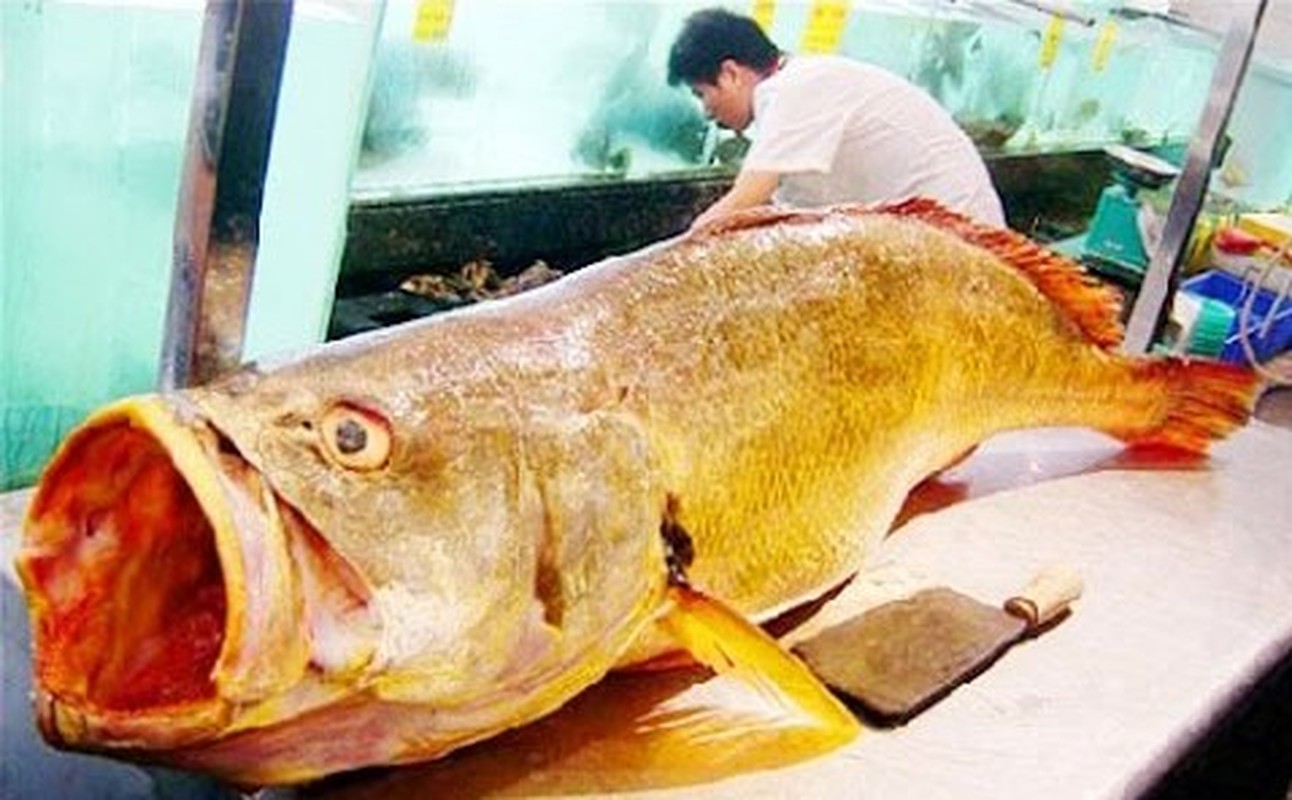 View -             Xuýt xoa loài cá quý hiếm đắt nhất Việt Nam: Đại gia ráo riết lùng!    
