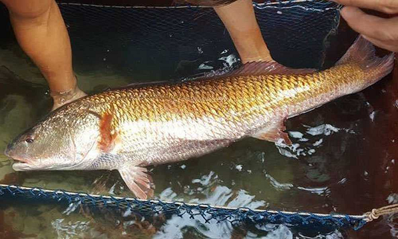             Xuýt xoa loài cá quý hiếm đắt nhất Việt Nam: Đại gia ráo riết lùng!    