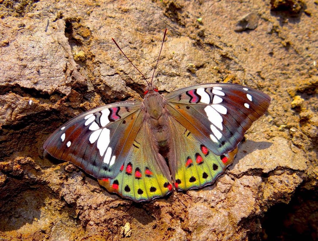             Chiêm ngưỡng top 25 loài bướm đẹp xuất sắc của Việt Nam    