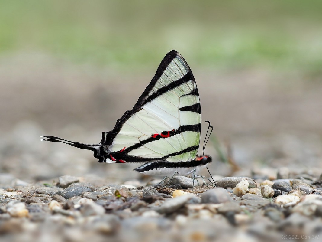 View -             Chiêm ngưỡng top 25 loài bướm đẹp xuất sắc của Việt Nam    