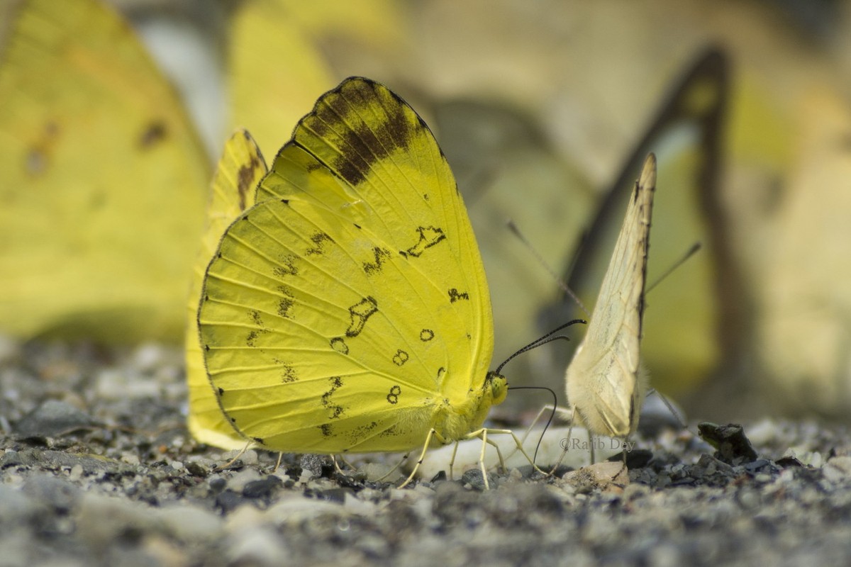 View -             Chiêm ngưỡng top 25 loài bướm đẹp xuất sắc của Việt Nam    