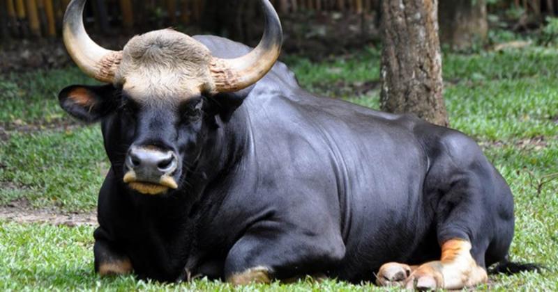 View -             Độc lạ loài bò lớn nhất thế giới ở Việt Nam: Nặng tới 2 tấn, mang nguồn gen quý hiếm    