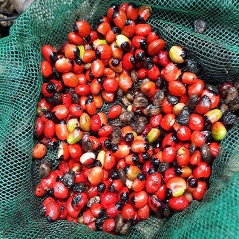             Tò mò loại hạt đắt nhất Việt Nam, giá tới 240 triệu đồng/kg    