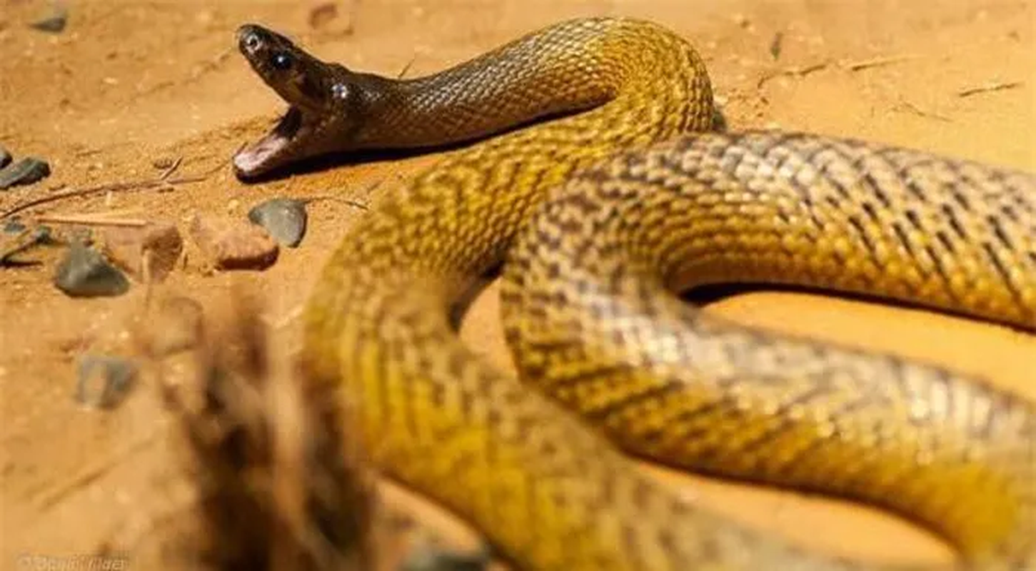 View -             Loài rắn độc hung dữ nhất hành tinh, hổ mang chúa chưa là gì    