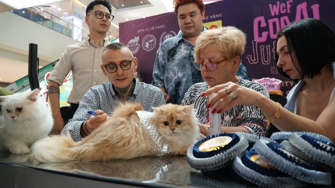 View -             Gần 100 mèo quý tộc 'đọ sắc' tại cuộc thi mèo lớn nhất Việt Nam    