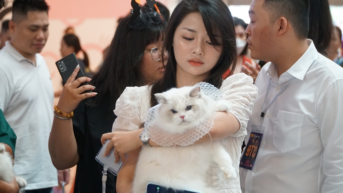             Gần 100 mèo quý tộc 'đọ sắc' tại cuộc thi mèo lớn nhất Việt Nam    