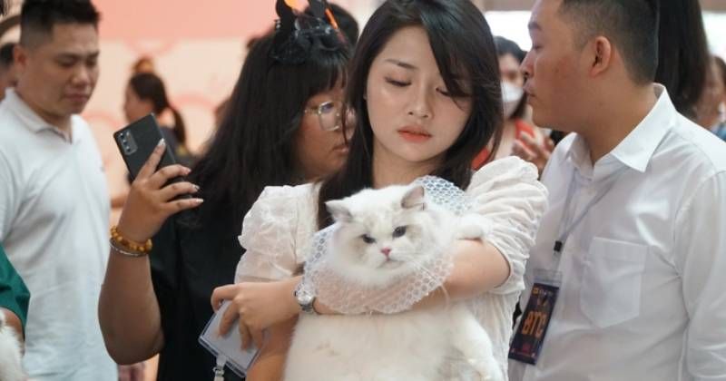             Gần 100 mèo quý tộc 'đọ sắc' tại cuộc thi mèo lớn nhất Việt Nam    