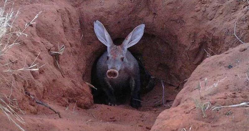 View -             Bó tay loài động vật xấu nhất hành tinh: Mõm heo, tai thỏ, đuôi kangaroo    