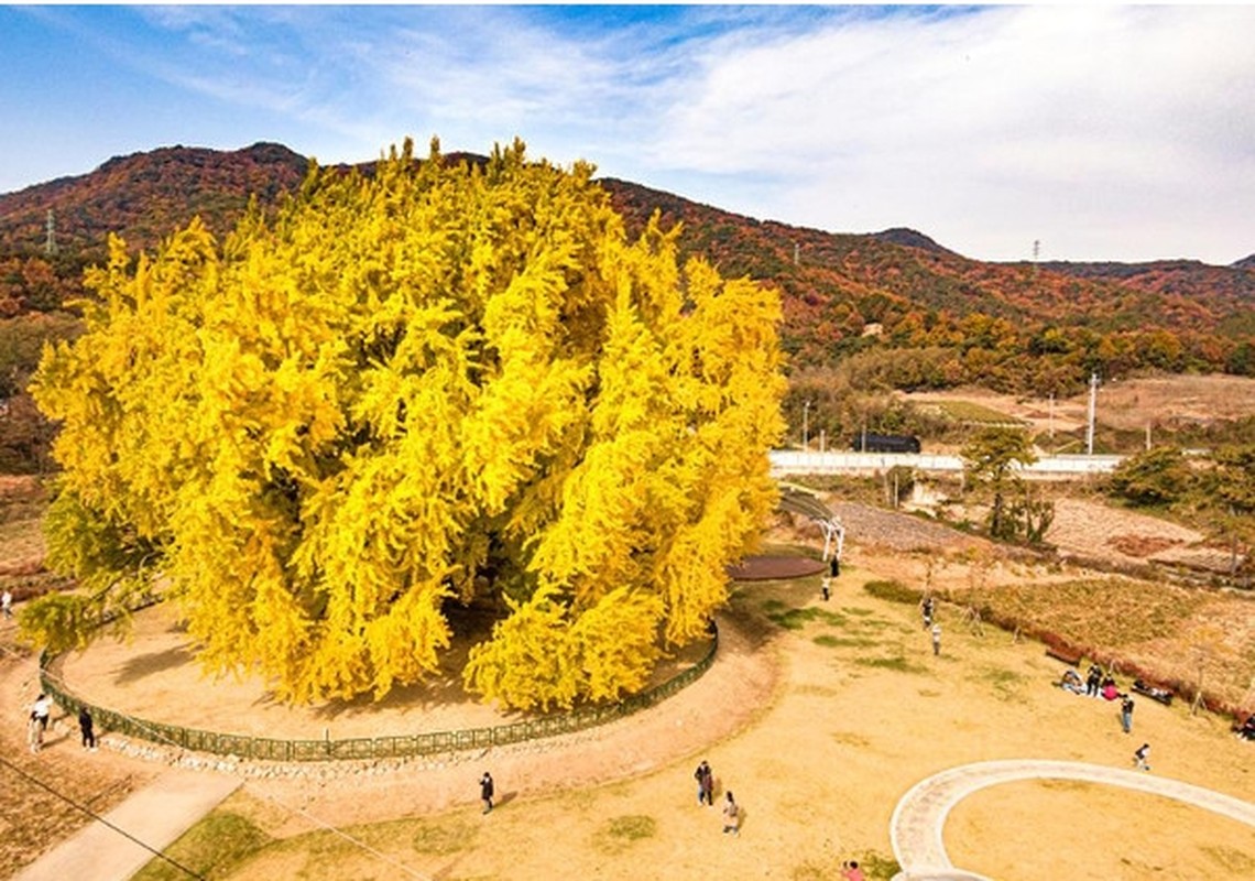 View -             Cây ngân hạnh 800 năm tuổi vàng rực ở Hàn Quốc khi thu sang    