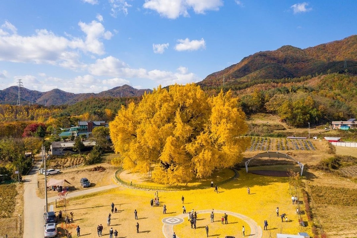 View -             Cây ngân hạnh 800 năm tuổi vàng rực ở Hàn Quốc khi thu sang    
