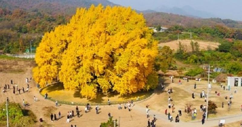             Cây ngân hạnh 800 năm tuổi vàng rực ở Hàn Quốc khi thu sang    