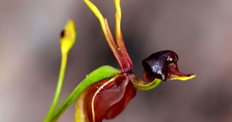             8 loài hoa kỳ quặc nhất hành tinh: Nghe tên đã thấy dị!    