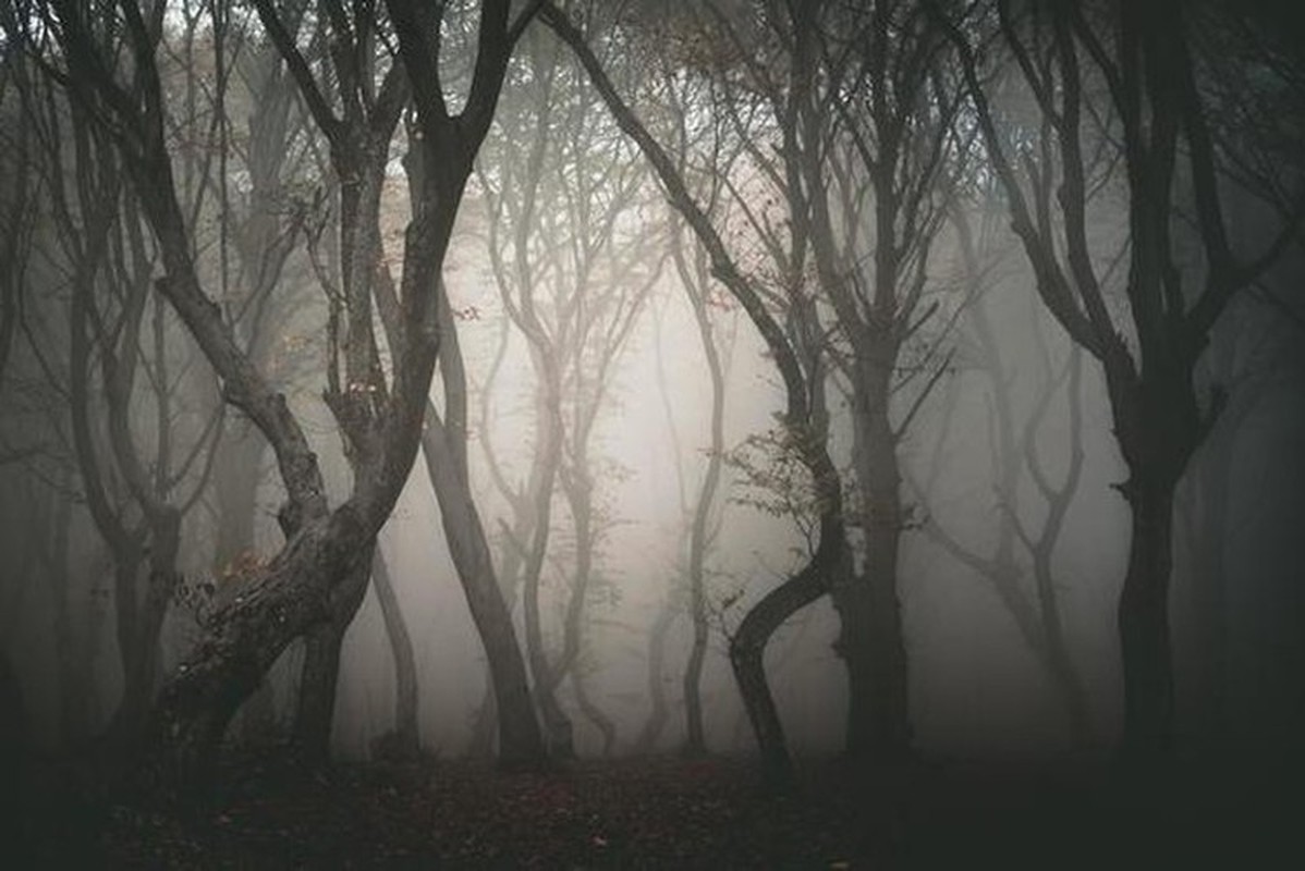 View -             Ghé thăm khu rừng ma ám đáng sợ nhất thế giới ở Romania    