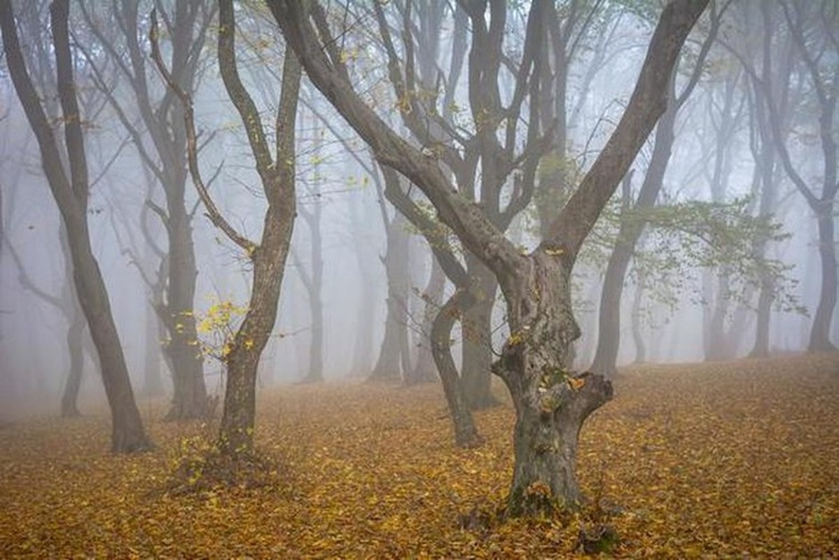 View -             Ghé thăm khu rừng ma ám đáng sợ nhất thế giới ở Romania    