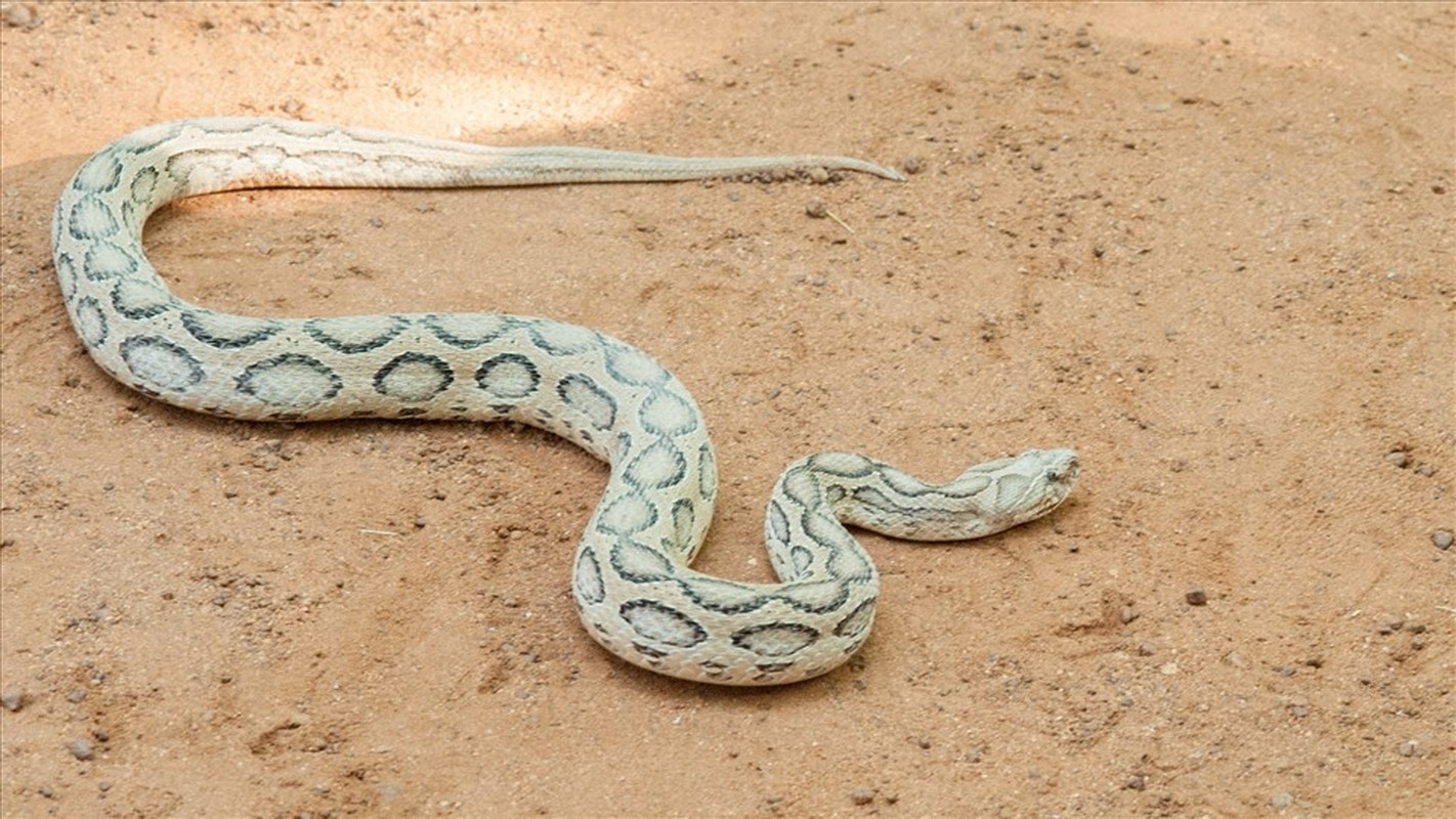 View -             10 loài rắn nguy hiểm nhất hành tinh, đoạt mạng người chỉ vài phút    