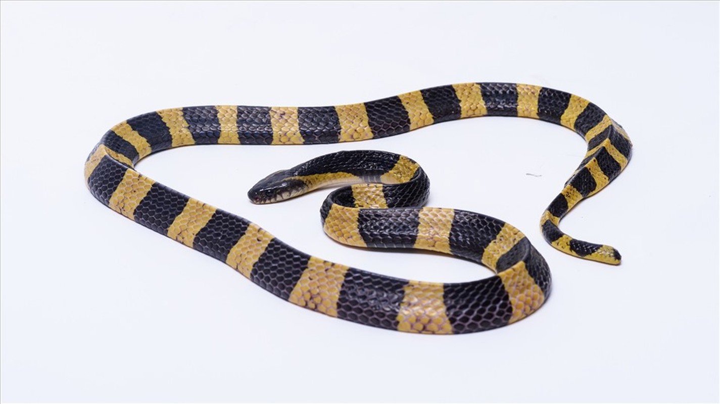             10 loài rắn nguy hiểm nhất hành tinh, đoạt mạng người chỉ vài phút    