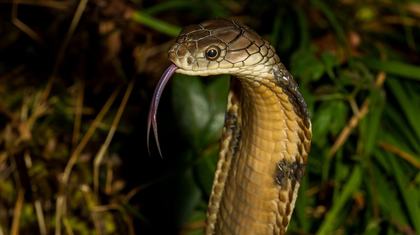             10 loài rắn nguy hiểm nhất hành tinh, đoạt mạng người chỉ vài phút    