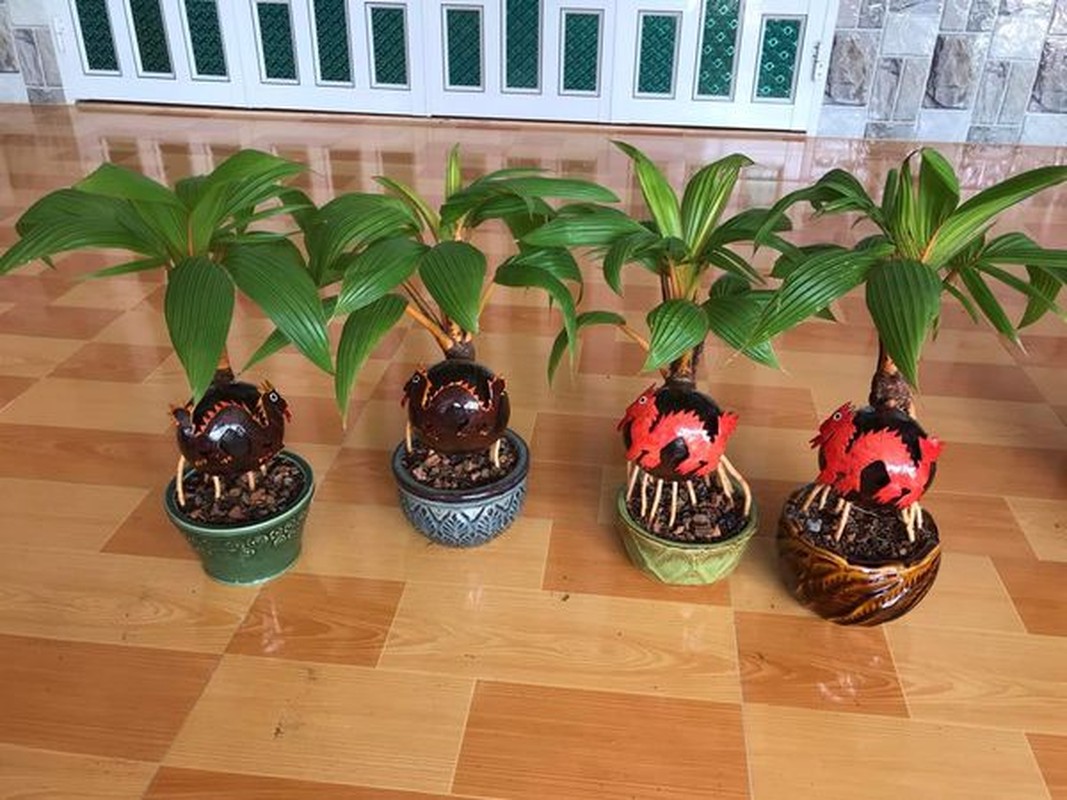 View -             Rồng vàng ôm dừa bonsai 'ngóng' khách rước về chơi Tết Giáp Thìn 2024    