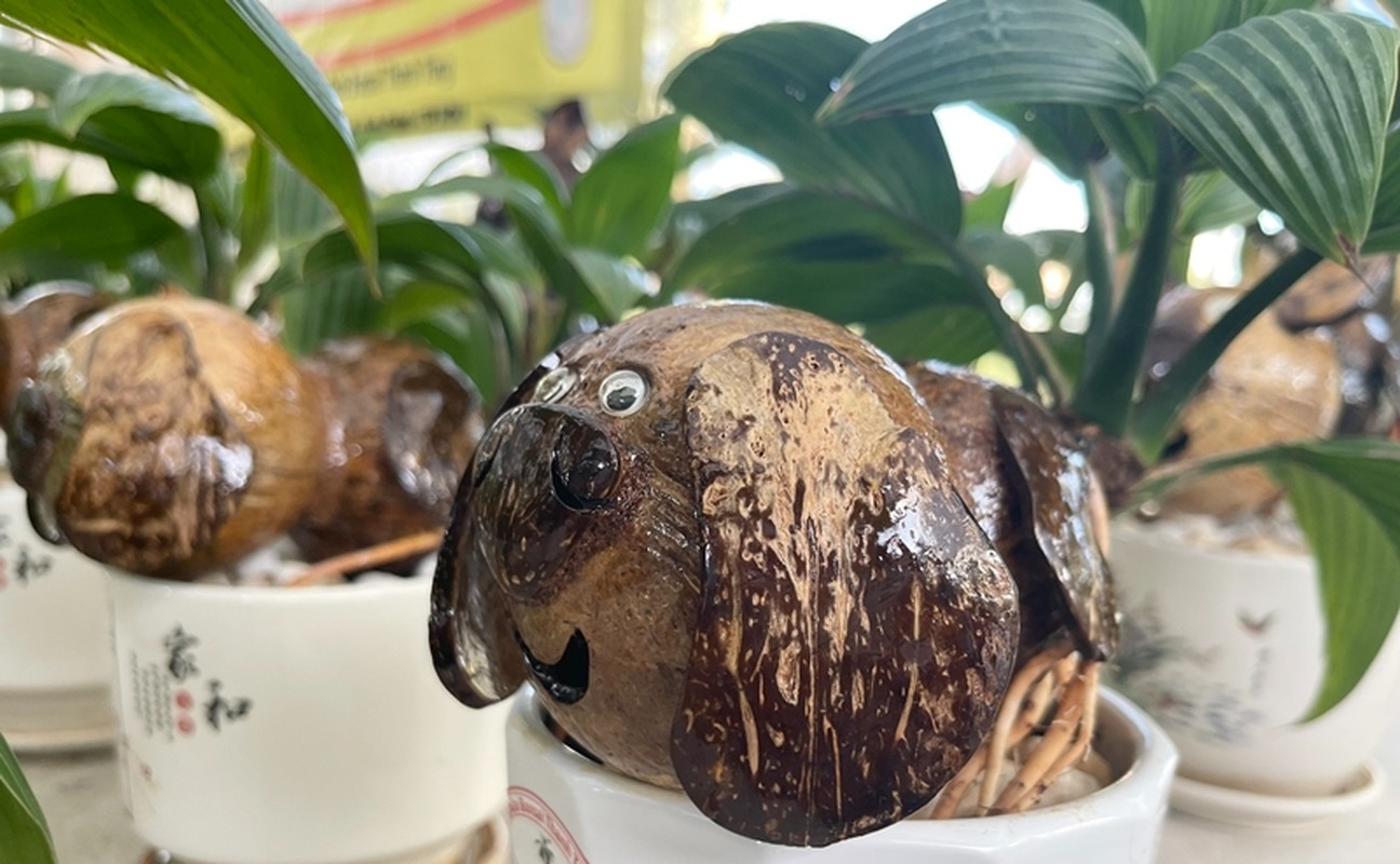 View -             Rồng vàng ôm dừa bonsai 'ngóng' khách rước về chơi Tết Giáp Thìn 2024    
