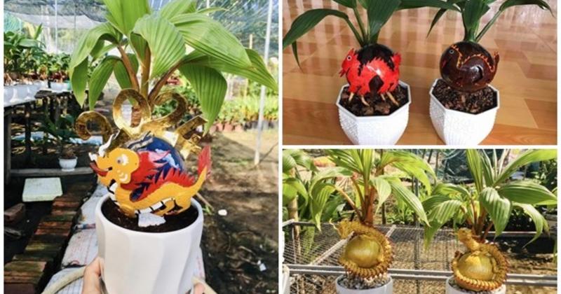             Rồng vàng ôm dừa bonsai 'ngóng' khách rước về chơi Tết Giáp Thìn 2024    