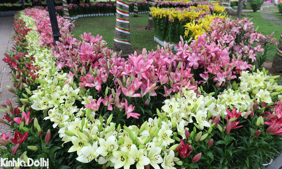 View -             Hơn 60.000 gốc hoa được trưng bày tại 'Hà Nội miền hoa - Flower Land 2023'    